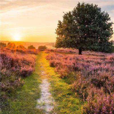 盈彩网手机app下载